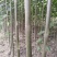 泡桐根速生9501速生9502品种，生长速度快抗旱耐涝