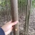 泡桐根速生9501速生9502品种，生长速度快抗旱耐涝
