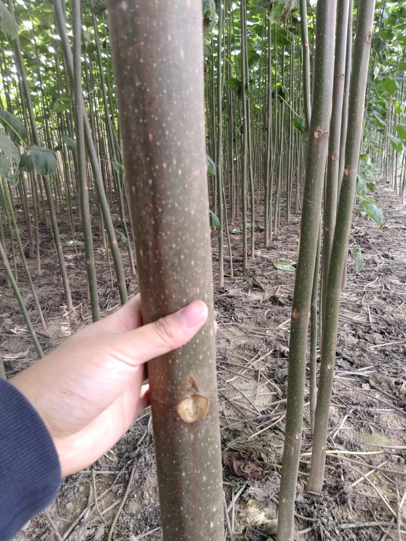 泡桐根速生9501速生9502品种，生长速度快抗旱耐涝