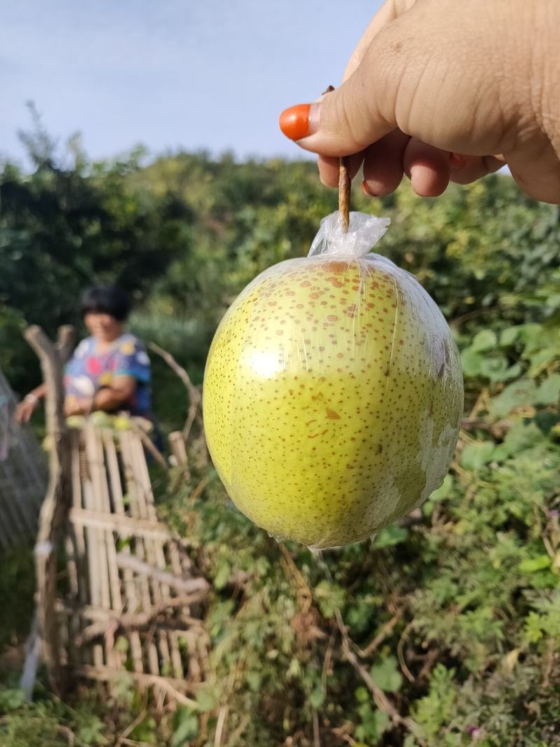 雪花梨
