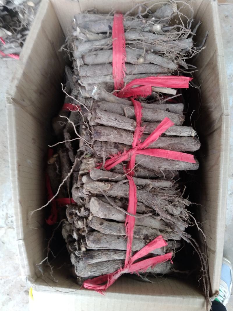 泡桐根速生9501速生9502品种，生长速度快抗旱耐涝