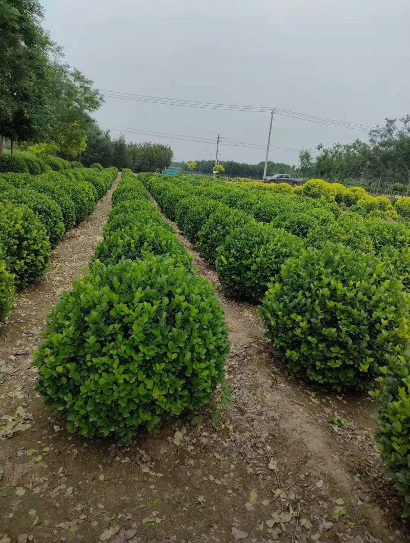 胶东卫矛球50/60/70/80/100规格齐全成活率高