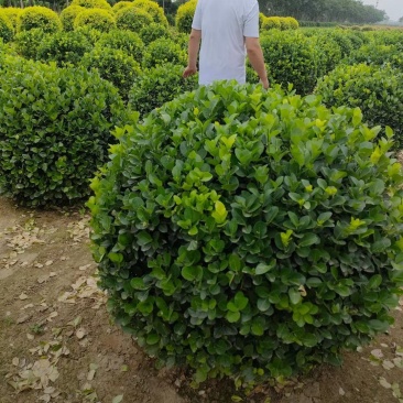 胶东卫矛球50/60/70/80/100规格齐全成活率高