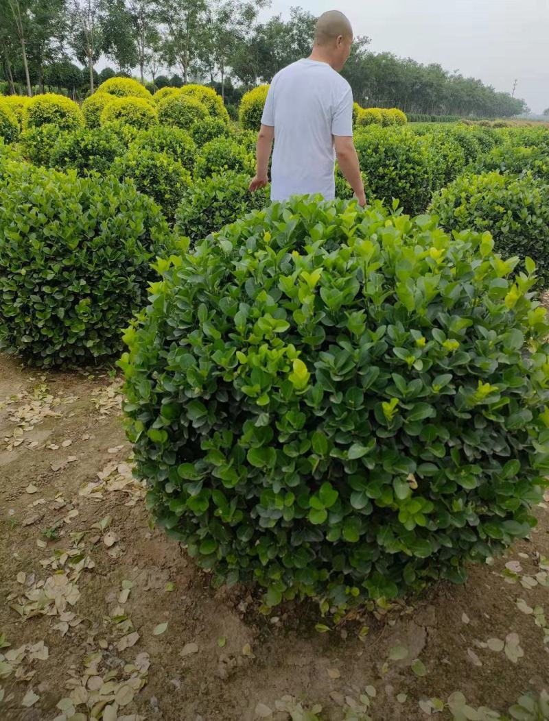 胶东卫矛球50/60/70/80/100规格齐全成活率高