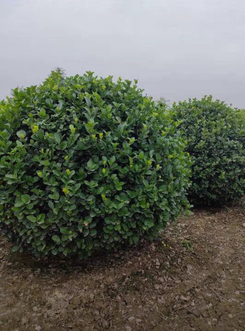 胶东卫矛球50/60/70/80/100规格齐全成活率高