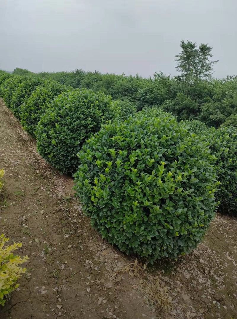 胶东卫矛球50/60/70/80/100规格齐全成活率高