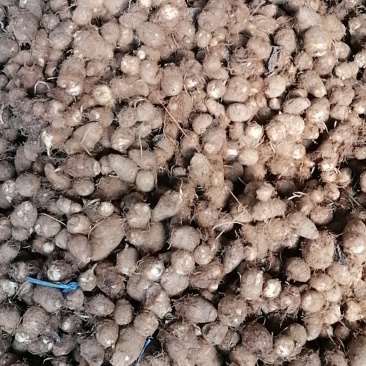 日照莒县芋头毛芋头产地直发货量充足量大从优