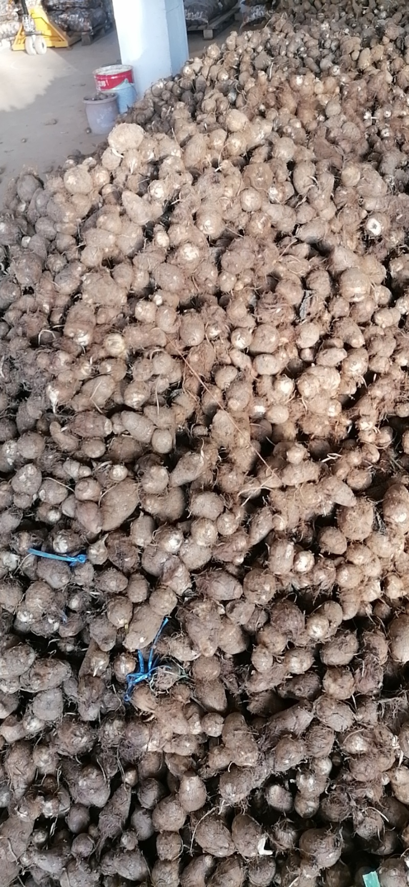 日照莒县芋头毛芋头产地直发货量充足量大从优