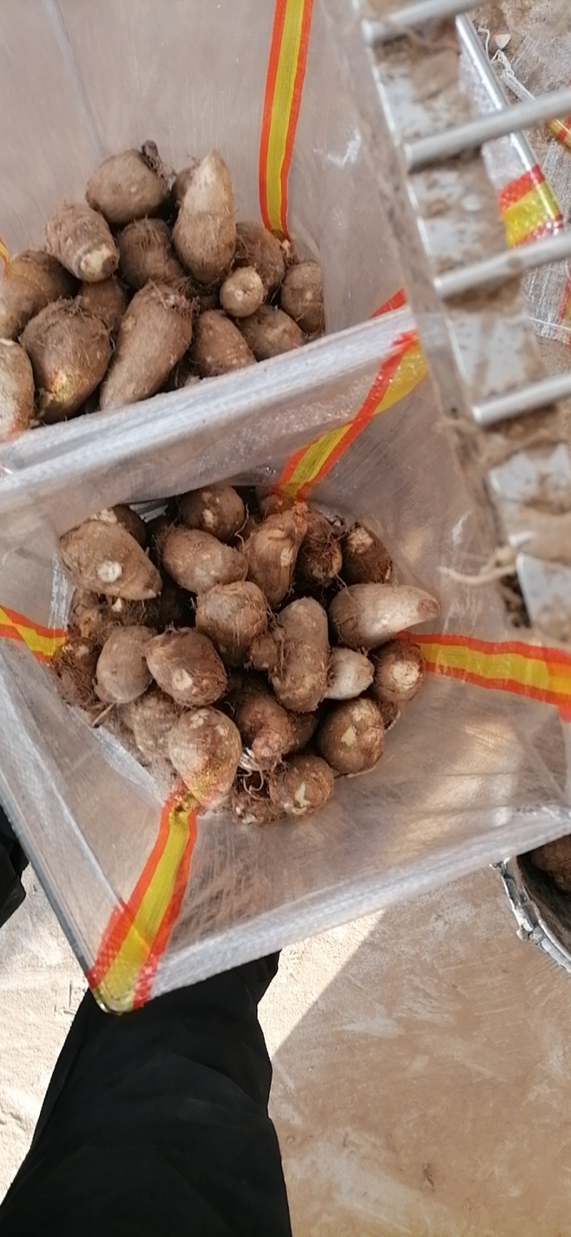 山东莒县芋头毛芋头产地直发货量充足量大从优欢迎采购