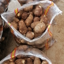 山东莒县芋头毛芋头产地直发货量充足量大从优欢迎采购