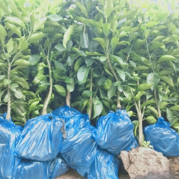 早熟品种，爱媛38土球苗。全程提供种植技术