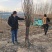 梨树苗农户自销，各种品种，产量高，果实大
