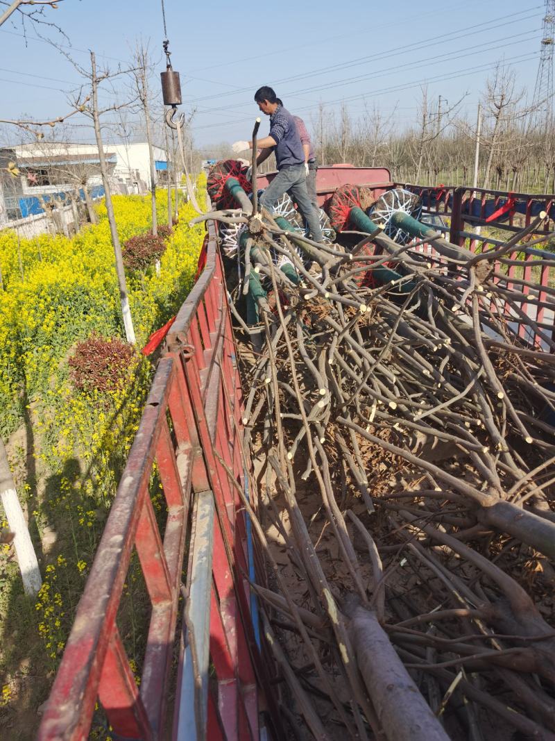 栾树绿化树，各种规格供应10公分12公分15公分南栾树