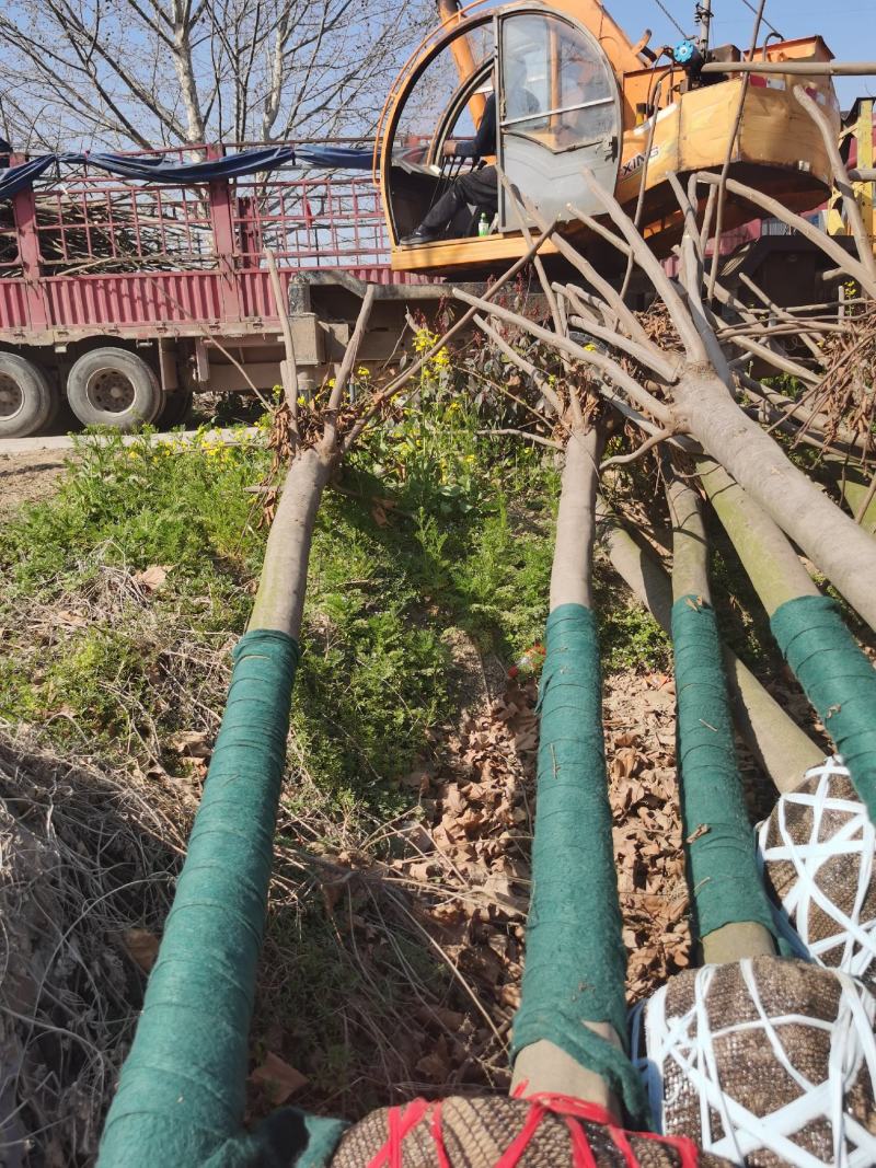 栾树绿化树，各种规格供应10公分12公分15公分南栾树