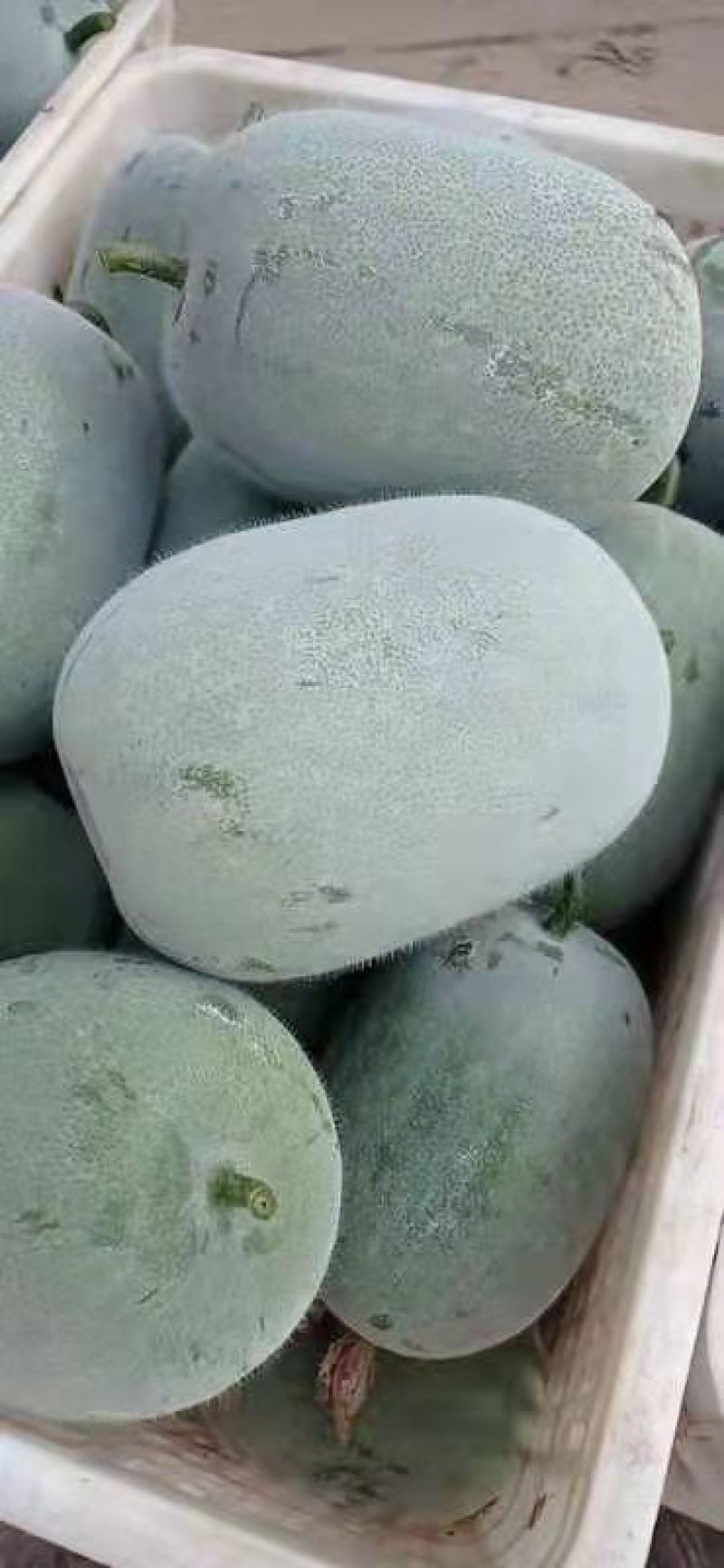 短型水果冬瓜产地供货诚信经营代发全国……