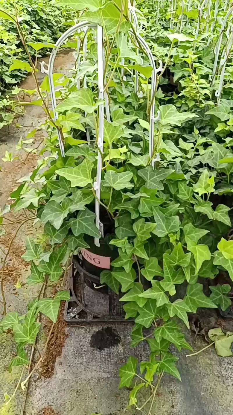 常春藤140杯盆栽吊兰四季常青绿植园林绿化工程苗木