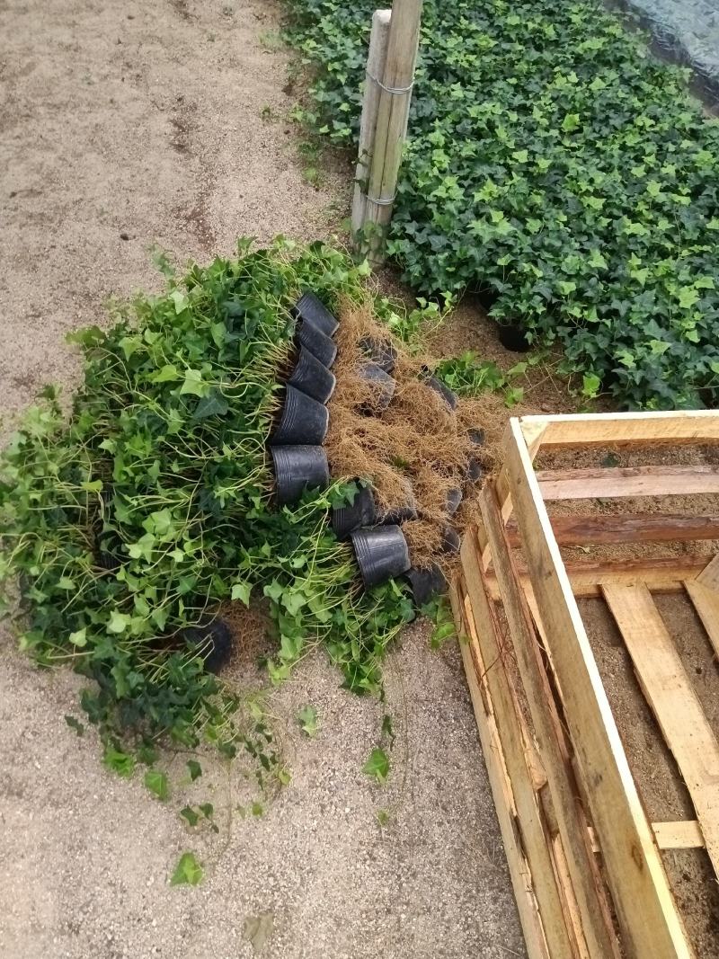 常春藤140杯盆栽吊兰四季常青绿植园林绿化工程苗木
