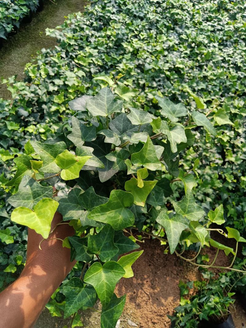 常春藤140杯盆栽吊兰四季常青绿植园林绿化工程苗木
