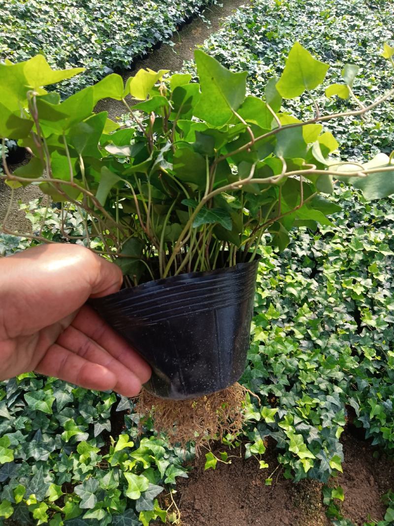常春藤140杯盆栽吊兰四季常青绿植园林绿化工程苗木
