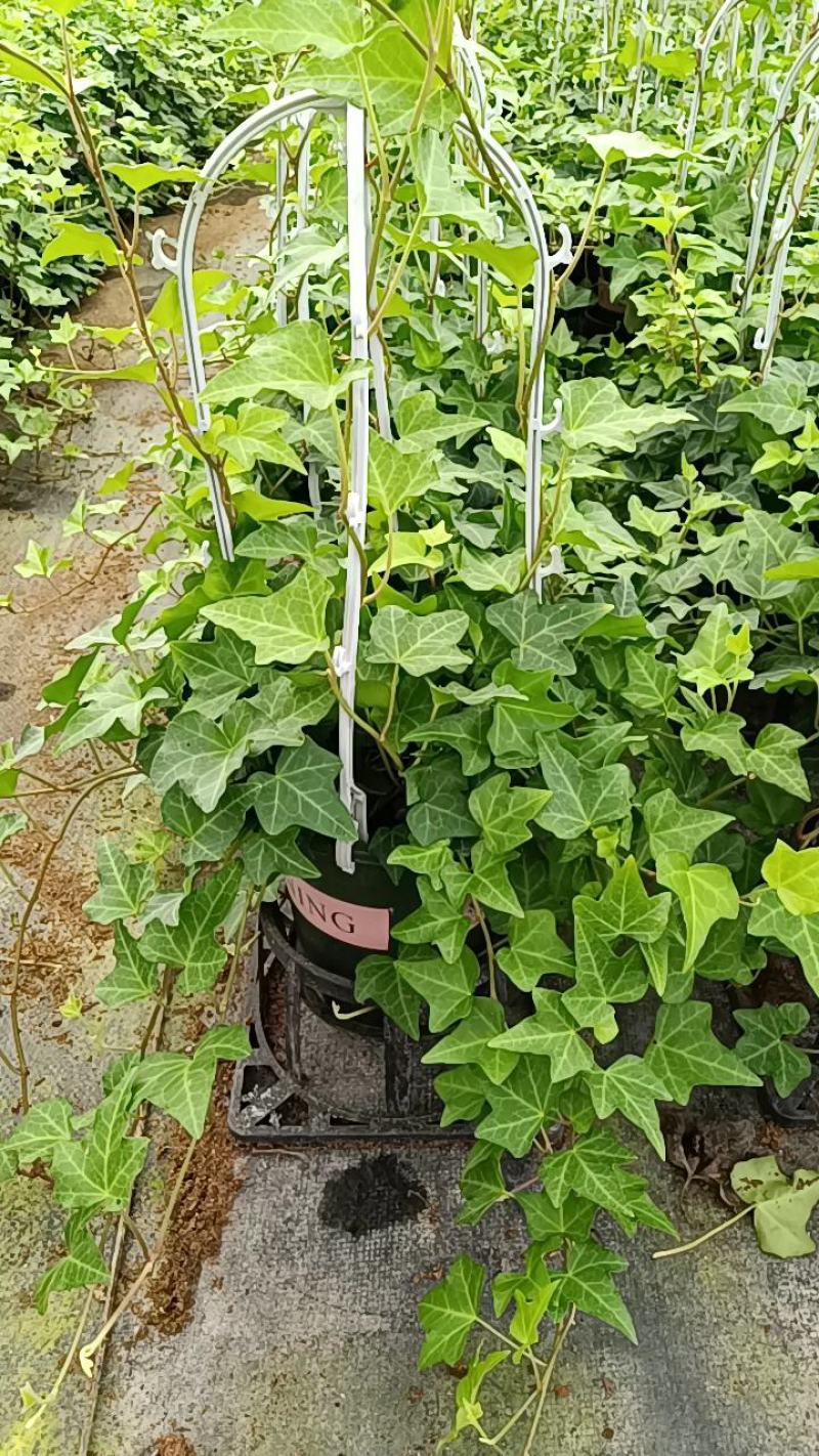 常春藤140杯盆栽吊兰四季常青绿植园林绿化工程苗木