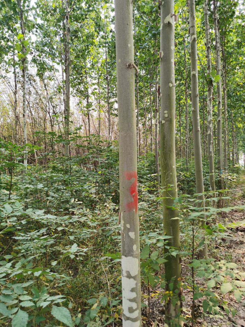 法桐树绿化树各种规格供应10公分12公分15公分法国梧桐
