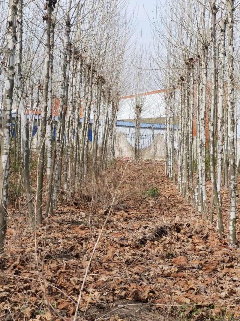 法桐树绿化树各种规格供应10公分12公分15公分法国梧桐