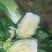 黄心大白菜3斤起4斤起接受任何包装产地直销