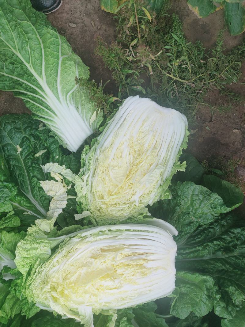 黄心大白菜3斤起4斤起接受任何包装产地直销