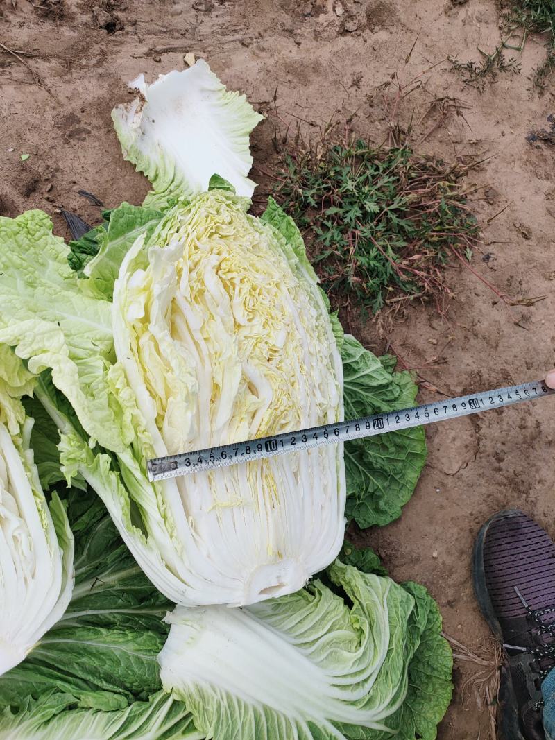 黄心大白菜3斤起4斤起接受任何包装产地直销