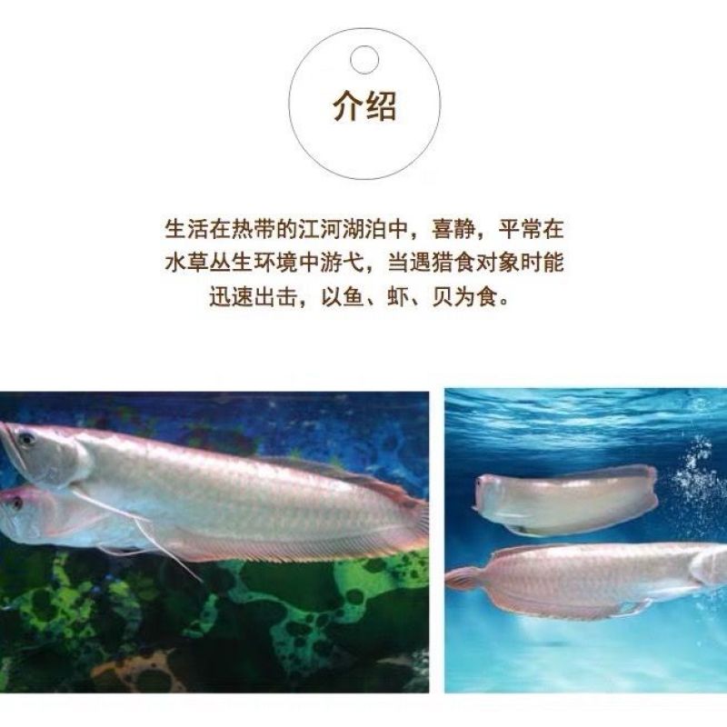 银龙鱼活体鱼苗热带观赏鱼淡水中大型风水鱼鹦鹉地图招财鱼包