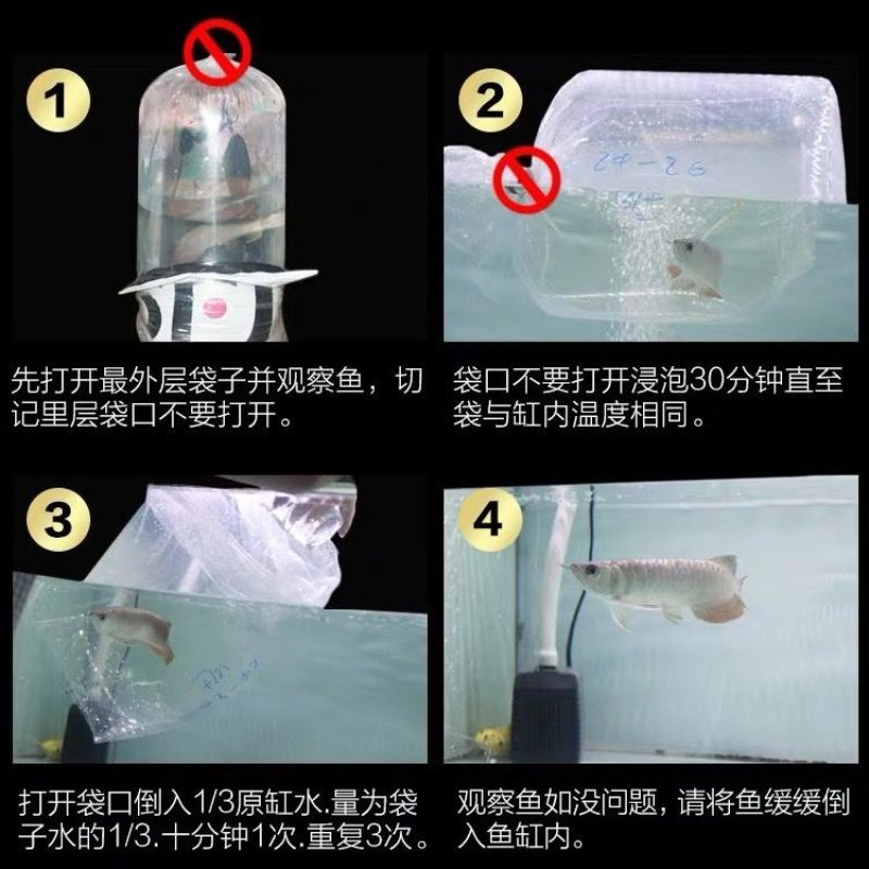 银龙鱼活体鱼苗热带观赏鱼淡水中大型风水鱼鹦鹉地图招财鱼包