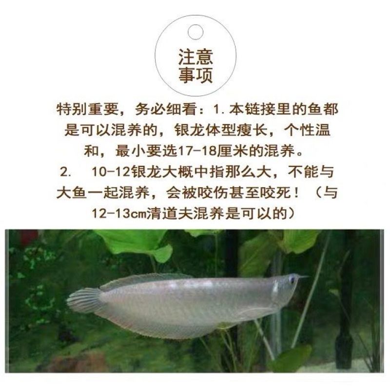 银龙鱼活体鱼苗热带观赏鱼淡水中大型风水鱼鹦鹉地图招财鱼包