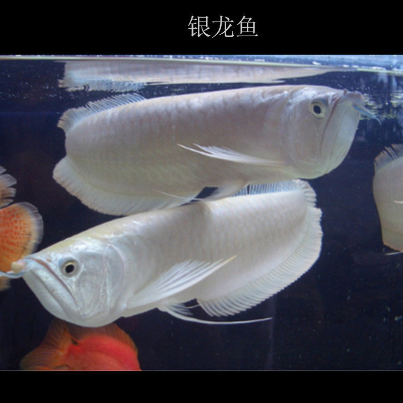 银龙鱼活体鱼苗热带观赏鱼淡水中大型风水鱼鹦鹉地图招财鱼包