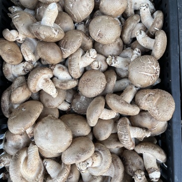 新鲜特级香菇/花菇