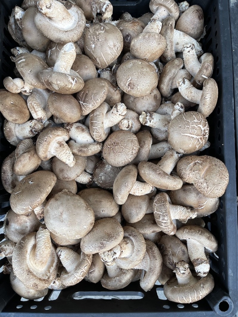 新鲜特级香菇/花菇