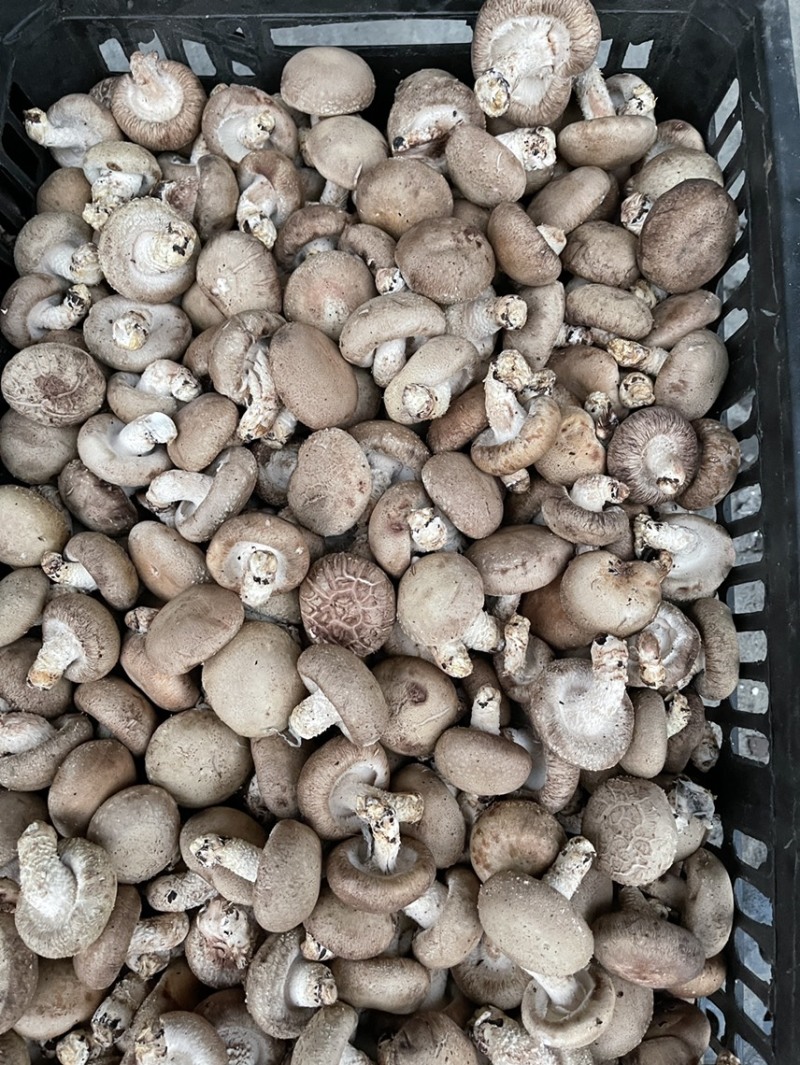 新鲜特级香菇/花菇