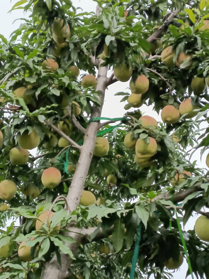 中华寿桃