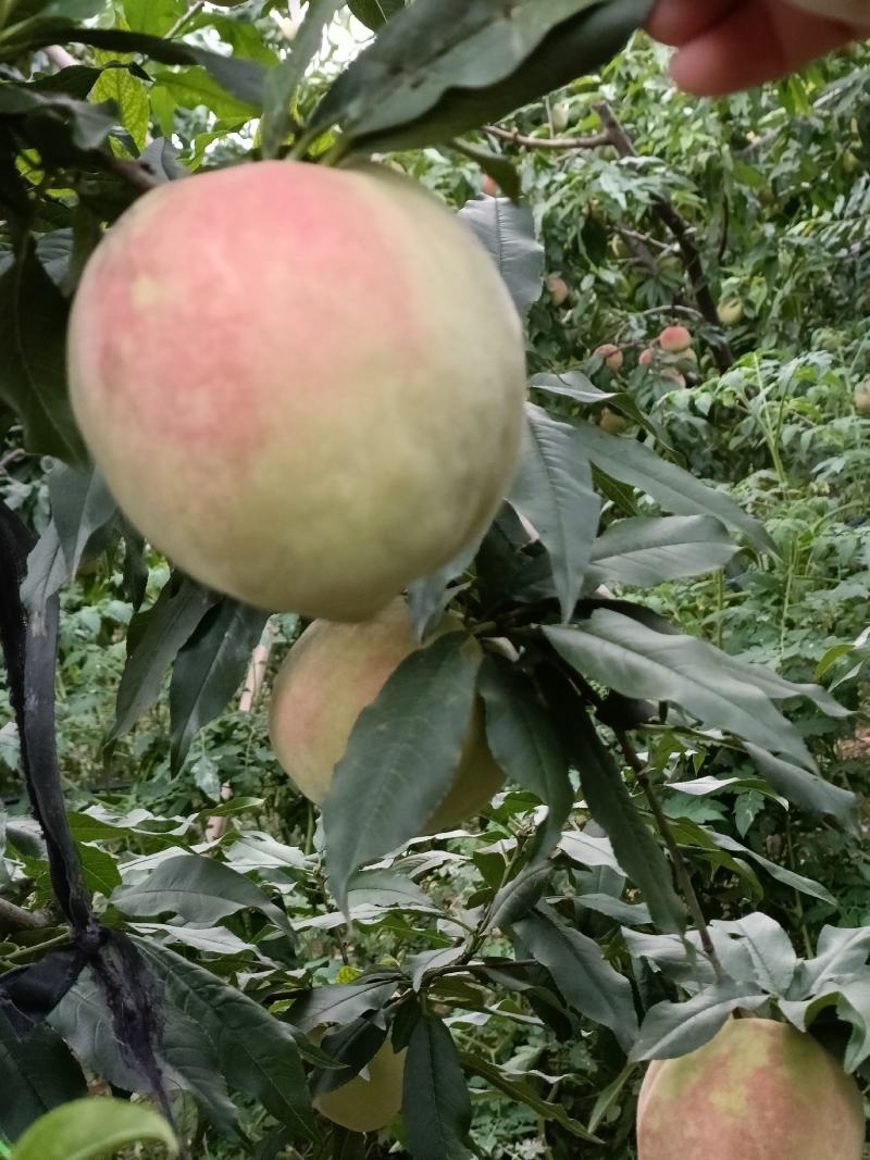 中华寿桃