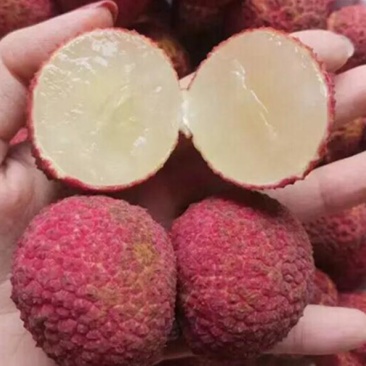 无核荔枝妃子笑荔枝苗桂味白糖罂仙进奉冰荔2颗起