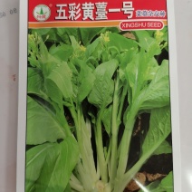 五彩黄苔一号菜苔杂交种（湖南兴蔬种业有限公司）