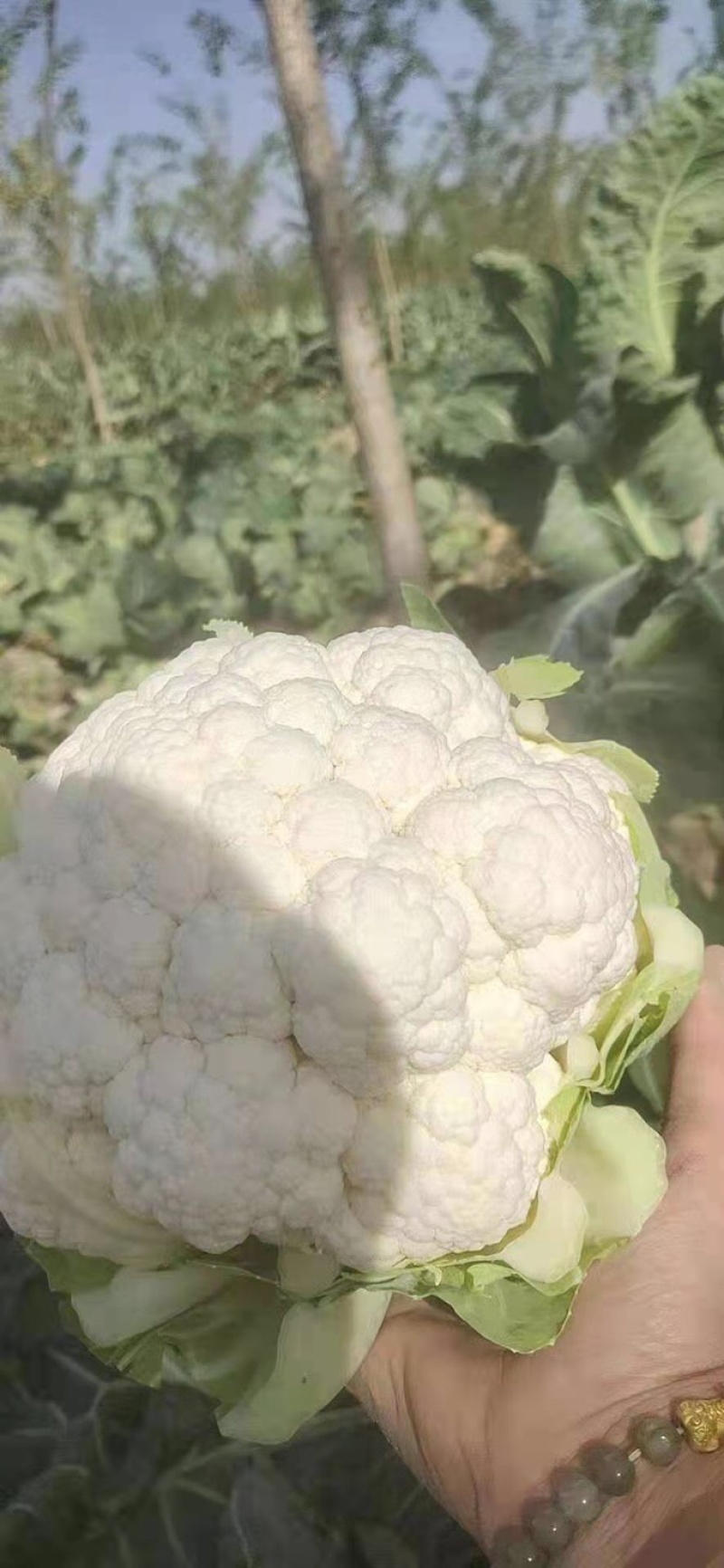 【菜花】河北有机花菜大量上市产地直销商超品质价格优惠