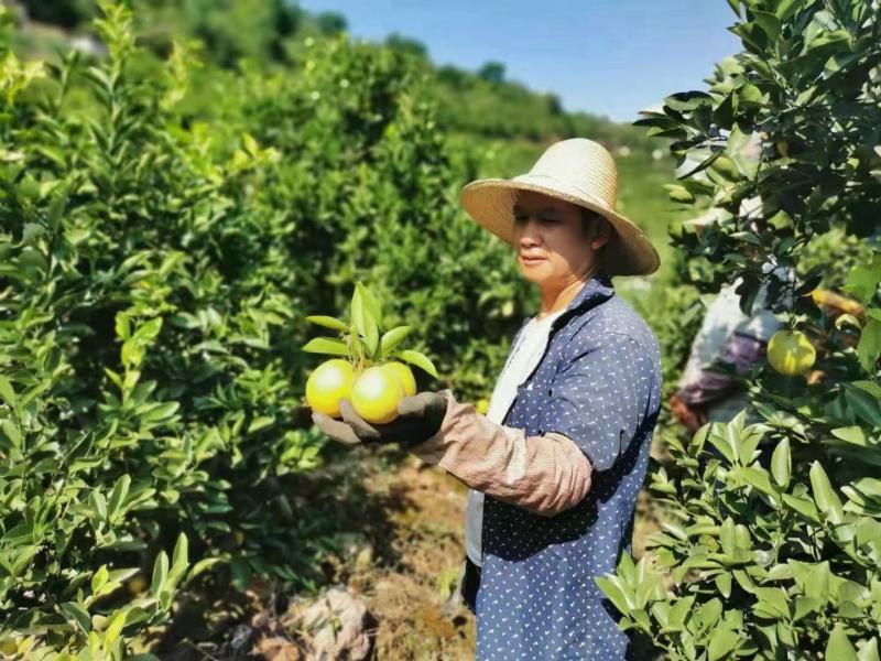 玉溪冰糖橙大量上市—货源充足-可发整车或零担拼车