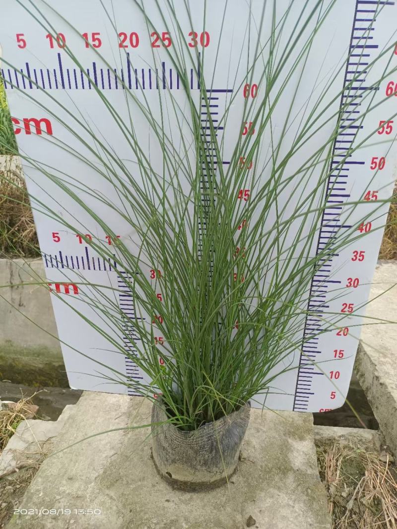 成都基地直销各规格细叶芒，量大从优，欢迎选购
