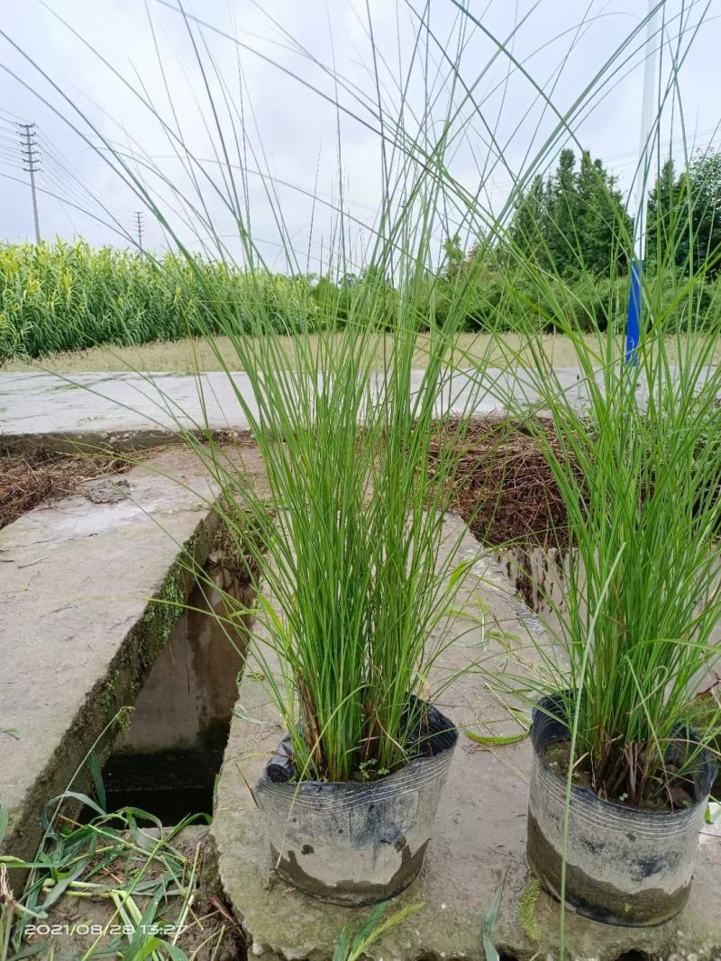 成都基地直销各规格细叶芒，量大从优，欢迎选购