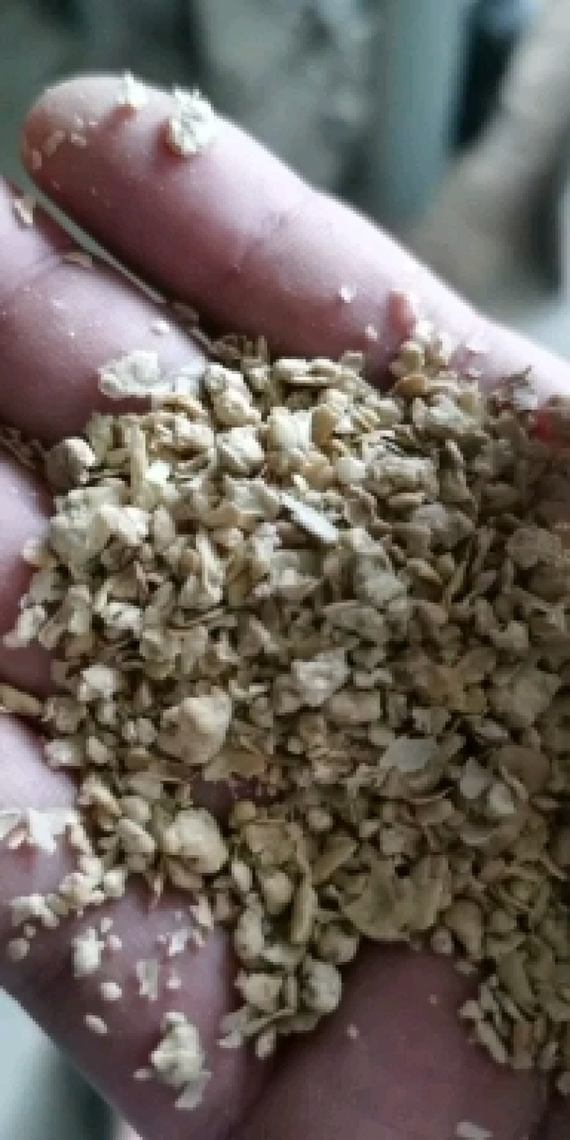 优质大颗粒豆柏颜色好