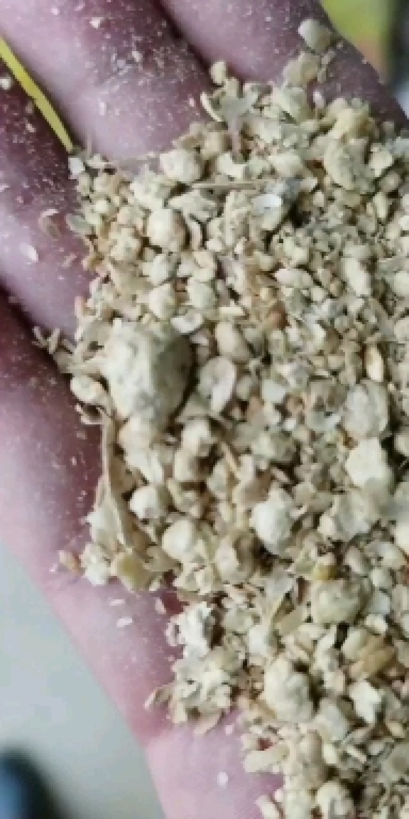 优质大颗粒豆柏颜色好