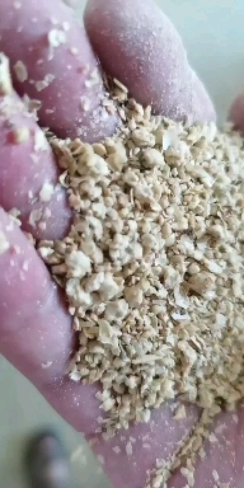 优质大颗粒豆柏颜色好