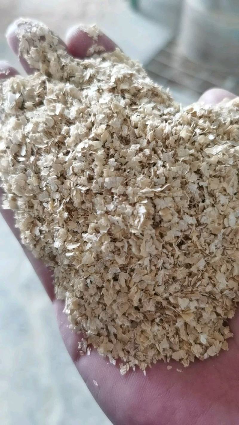 优质大颗粒豆柏颜色好