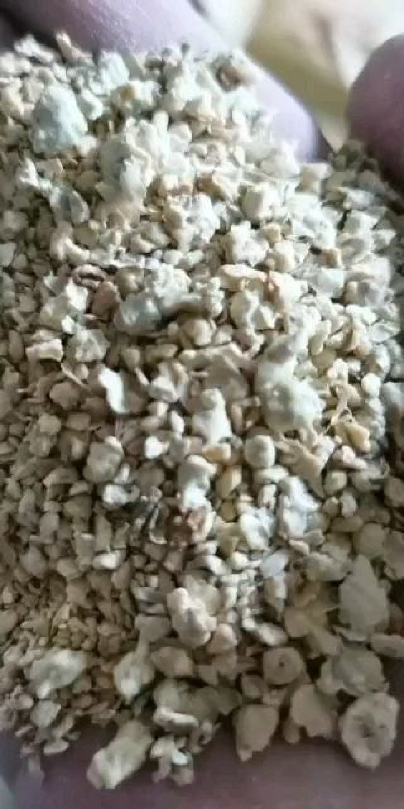 优质大颗粒豆柏颜色好