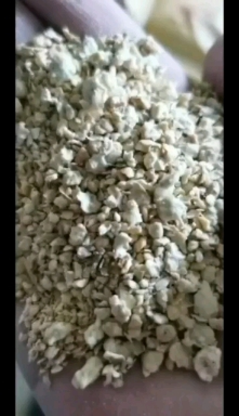 优质大颗粒豆柏颜色好